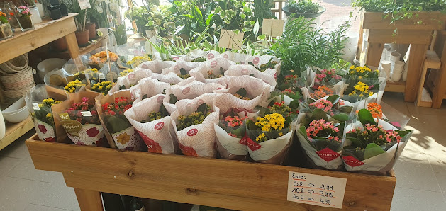 Holland-Blumen-Discount Glasbergen & Griffioen