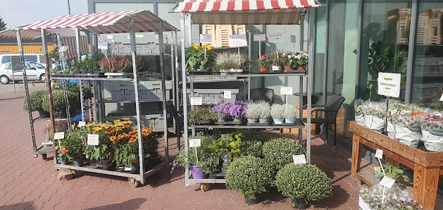 Holland-Blumen-Discount Glasbergen & Griffioen