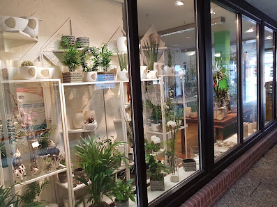 Passiflora Floristik