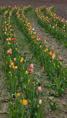 Blumen zum Selberschneiden