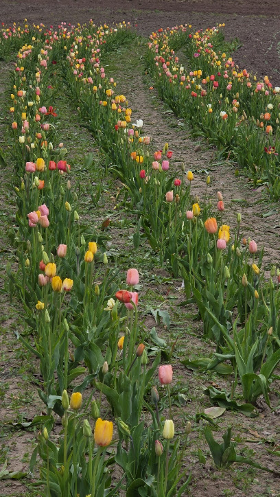 Blumen zum Selberschneiden