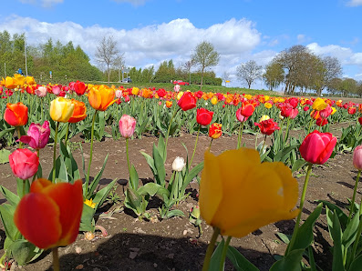 Blumen zum Selberschneiden