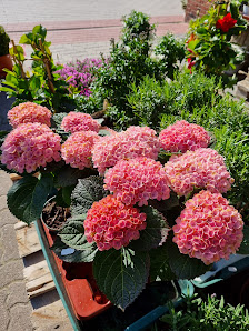 Allers, Blumenhaus & Friedhofsgärtnerei Inh. Corinna Allers