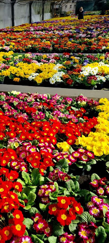 Florawelt Schwarme