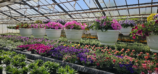 Florawelt Schwarme