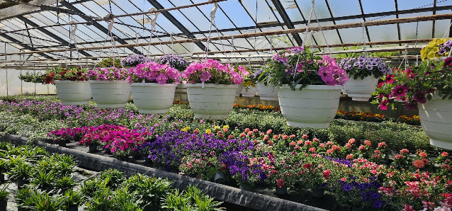 Florawelt Schwarme