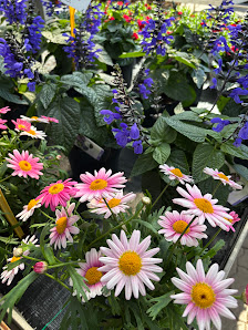 Blumen Röhrs Gartencenter