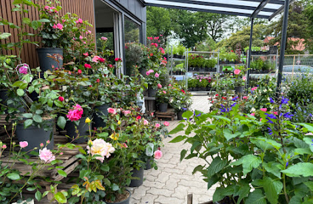 Blumen Röhrs Gartencenter