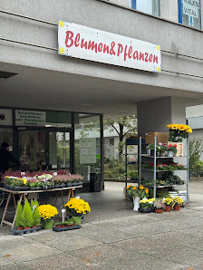 Blumen & Pflanzen Blumenstübchen