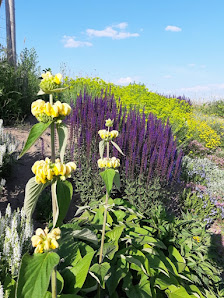Gänseblume Garten und Landschaftsbau