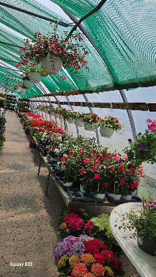 Blumenparadies Ausbüttel
