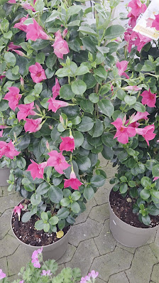 Blumenparadies Ausbüttel