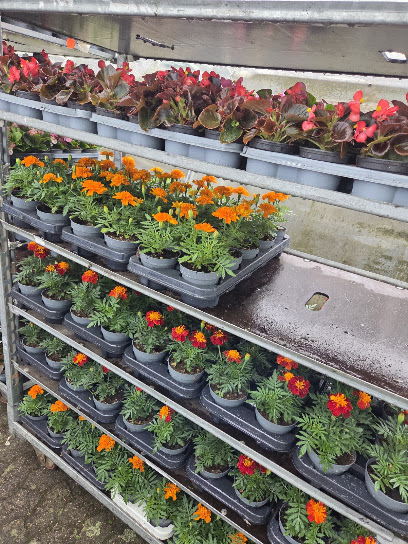 Blumenparadies Ausbüttel