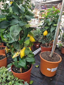 Garten Center