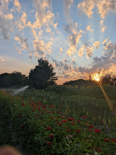 Blumenfeld zum Selberflücken