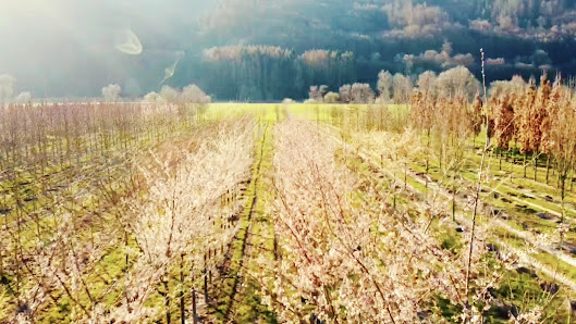 Baumschule SPIESS Gartengestaltung und Pflanzenvertriebs GmbH