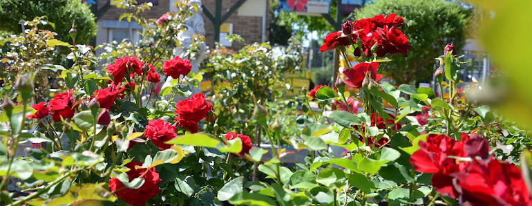 Blumen & Gartencenter Denecke | Northeim