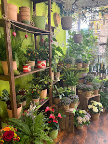 Gänseblümchen