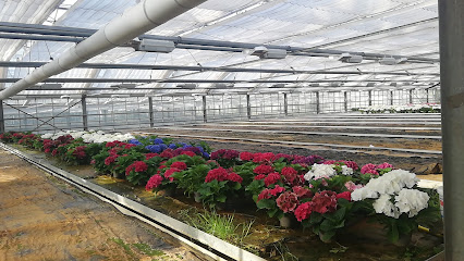 Ahrens Blumen & Pflanzen