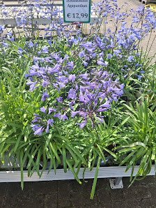Blumen-Jan