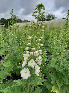 Blumen & Pflanzen Klawon