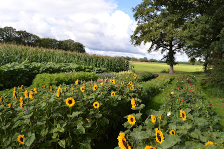 Huder Landblume - Blumen zum Selberpflücken