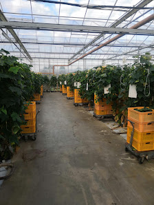Gartenbau Schoenmaker & Bürger GmbH & Co. KG