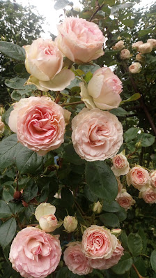 Gartenbau Dietrich Mansholt