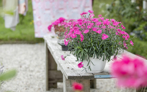 Blumen Diers
