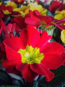 Wiesmoor Blumencenter Aurich