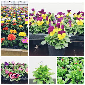 Blumen Fremy