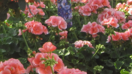 Gartencenter Ziegltrum