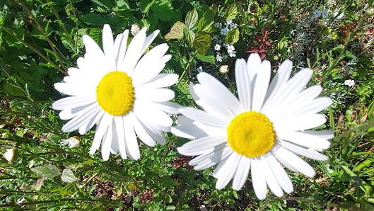 Blumenwerkstatt Susanne Bentrup