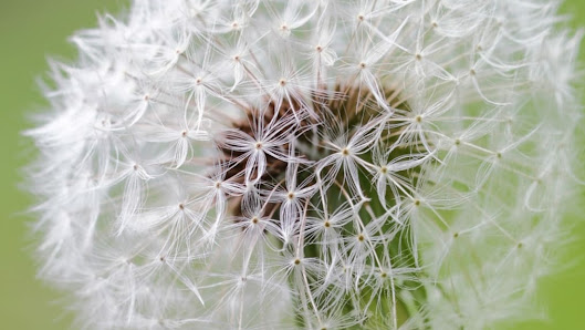 Silkes Pusteblume