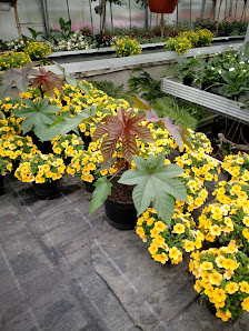 Blumen Schulte Nordholt