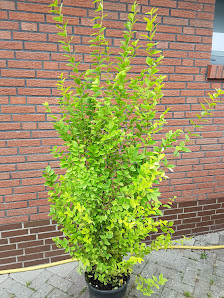 Plantenwelt Wiesmoor