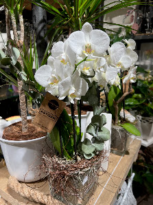 Blumenhaus Antje Bruns (Inh. Stefan Bruns)