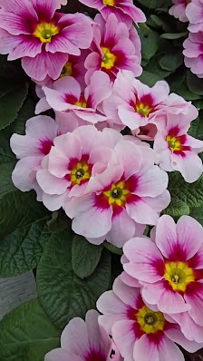 Gala Floristik - Blumen aus Meisterhand