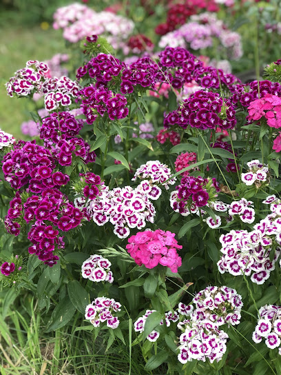 Blumen