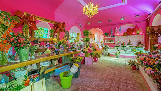 Blumen und pflanzenmarkt Holländer Köln