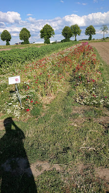 Blumen zum selber schneiden