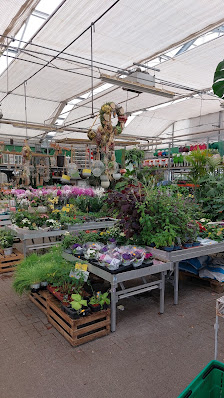 Roozen Blumen und Pflanzen