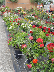Petra Rosenbrock Baumschulen & Gartengestaltung