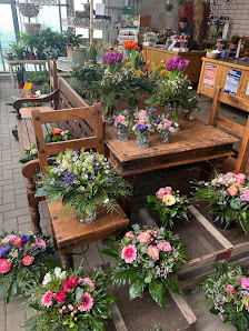 Blumen Petersohn
