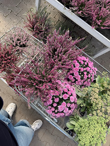 Blumen Risse Gartencenter Paderborn