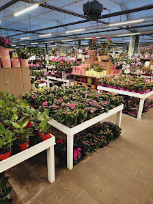 Blumen Risse Gartencenter Paderborn