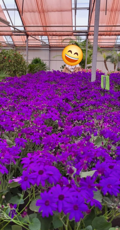 Blumen Brixius