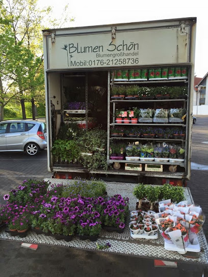 Blumen Schön