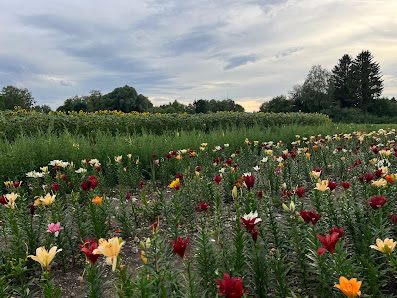 Blumen zum selberschneiden