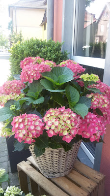 Blumen Hüdepohl